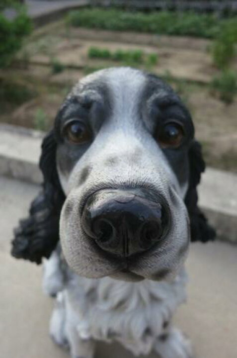 楽天市場 送料無料犬置物かわいいですよ お願い Dog 僕は番犬には向いていません吠えない番犬 園芸百貨店何でも揃うこぼんさい