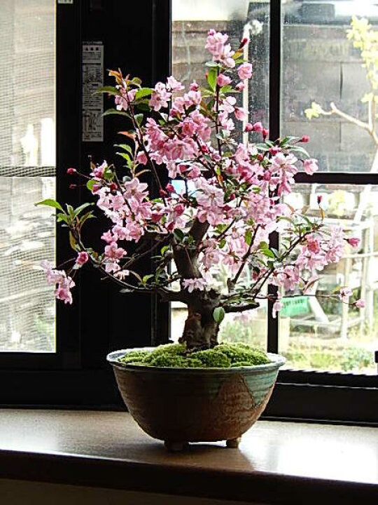楽天市場 ５月に開花母の日ギフトお誕生日プレゼントにハナカイドウ22年5月開花盆栽盆栽 花海棠 ハナカイドウ盆栽お誕生日プレゼントに鉢花を贈る 園芸百貨店何でも揃うこぼんさい