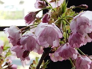 2025年4月中頃自宅でお花見を桜盆栽【鉢花】桜盆栽花が咲く こんな感じで 開花します。盆栽桜盆栽信楽コップ付で お花見で乾杯も楽しめます  お届けは葉桜盆栽となります。