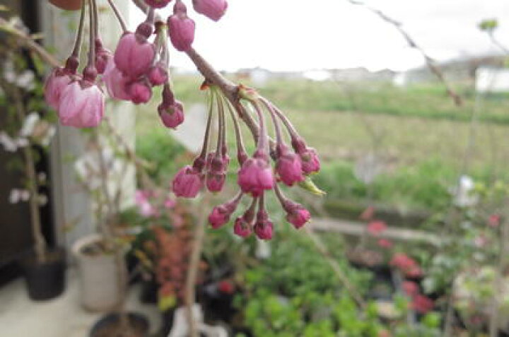 しだれサクラ鉢植えの桜2026年4月中頃開花八重紅しだれ桜信楽鉢入り八重しだれ桜 鉢植え盆栽 桜 枝垂れ 園芸百貨店何でも揃うこぼんさい