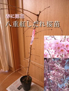 苗 しだれ桜 Diy 工具の人気商品 通販 価格比較 価格 Com