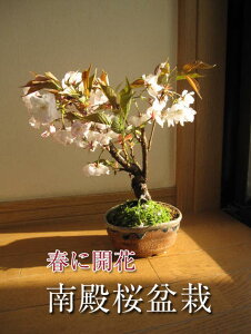 łԌ2025N4Jԗ\蔪dusN̔dv~͓a~ d炫́@sN̉Ԃ́@aCOł@BONSAI {TCƌ܂B@