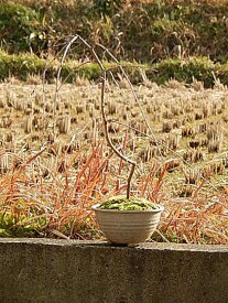 楽天市場 しだれ桜 品種の通販
