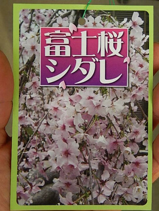2023年3月に開花のさくら富士枝垂れ桜富士しだれ桜苗【しだれ富士桜】富士桜しだれ桜苗木シダレザクラ 園芸百貨店何でも揃うこぼんさい 2023年3月末頃開花予定ヒガンサクラ苗 桜苗 一重紅しだれ桜苗 しだれ桜 苗木