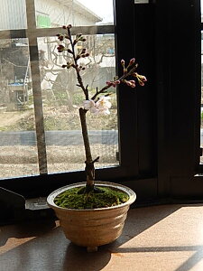 植木 盆栽 さくらんぼの人気商品 通販 価格比較 価格 Com 植木 盆栽 さくらんぼの人気商品 通販 価格比較 価格 Com