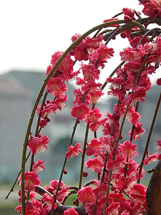 楽天市場 22年３月開花の紅白しだれ梅セットのしだれ梅 おめでたい紅白紅と白のしだれ梅 春先に綺麗な紅と白の花を咲かせます 珍しい紅白梅 お祝いの贈り物にしだれ梅紅白梅 園芸百貨店何でも揃うこぼんさい