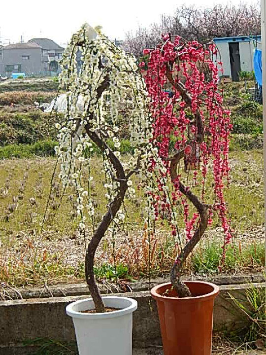 楽天市場】しだれ梅苗しだれ梅紅白セット しだれ梅 特大 樹高さ 1.5m  