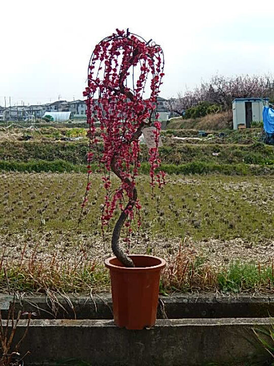 楽天市場】しだれ梅苗しだれ梅紅白セット しだれ梅 特大 樹高さ 1.5m 
