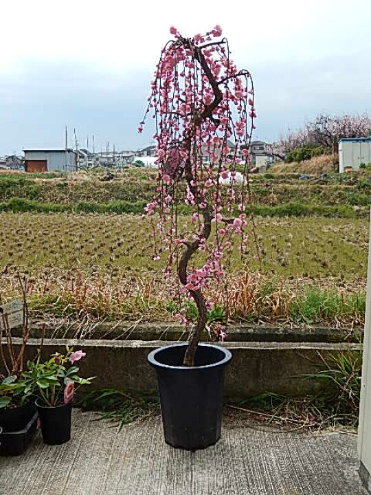楽天市場 22年3月開花苗枝垂れ梅苗 特大 しだれ梅 大 枝垂れ梅 シダレ梅 庭木 花芽が 300芽以上あります 開花は ピンク 八重しだれ梅 園芸百貨店何でも揃うこぼんさい