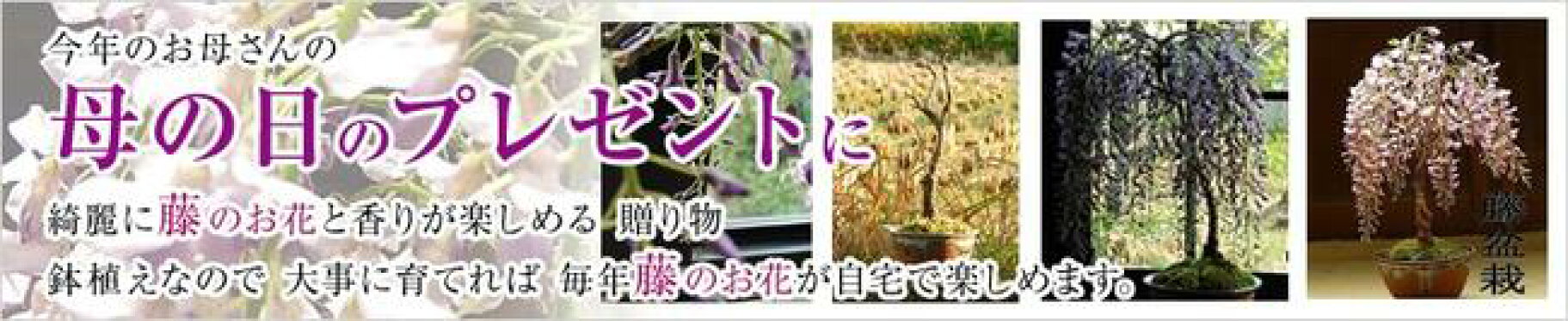 プレゼントに　喜ばれる　贈り物　藤の盆栽