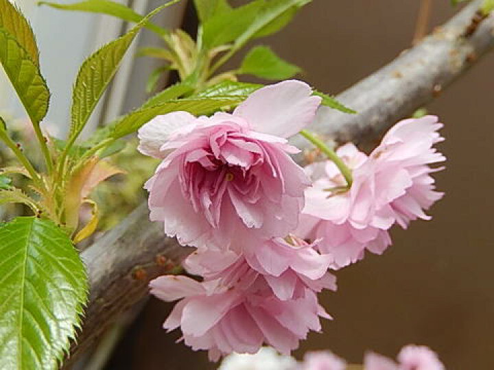 楽天市場 記念樹に桜 八重しだれ桜苗 22年4月に開花の桜苗しだれ桜 苗木八重枝垂れ桜 苗今年おすすめのしだれ桜苗 植樹 シンボルツリーに最適 園芸百貨店何でも揃うこぼんさい