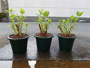 アジサイ 冬 Diy 工具の人気商品 通販 価格比較 価格 Com アジサイ 冬 Diy 工具の人気商品 通販 価格比較 価格 Com