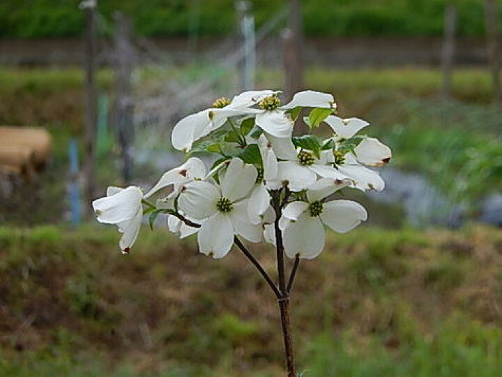 楽天市場 23年4月頃開花ハナミズキ花水木シンボルツリー 庭木 ハナミズキ白花春開花 クラウドナインアメリカハナミズキ苗 園芸百貨店何でも揃うこぼんさい