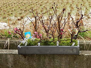@ؖ~́y2025N4Jԗ\złԌyj̍Ɣ~̊񂹐A~͖~͍̕M~͍K@~񂹐A~