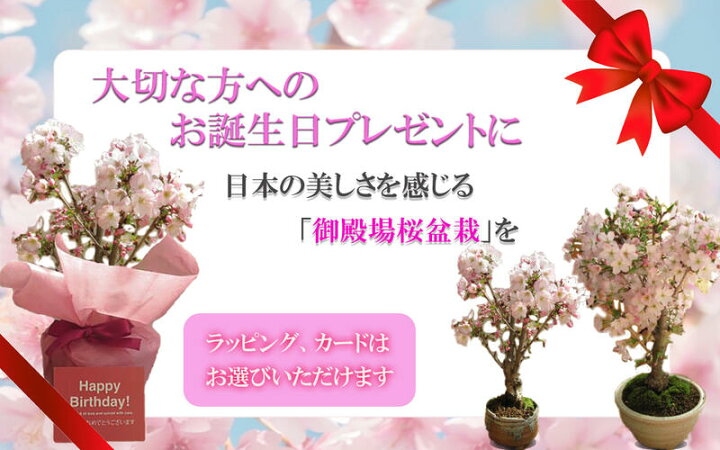 楽天市場】お誕生日プレゼントに自宅でお花見2023年4月開花盆栽桜盆栽殿場桜信楽鉢入り 御殿場桜盆栽海外でも BONSAI ボンサイ 育てて来年のお花見を楽します : 園芸百貨店何でも揃うこぼんさい 楽天市場】お誕生日プレゼントに自宅でお花見2023年4月開花盆栽桜盆栽殿場桜信楽鉢入り 御殿場桜盆栽海外でも BONSAI ボンサイ 育てて来年のお花見を楽します : 園芸百貨店何でも揃うこぼんさい