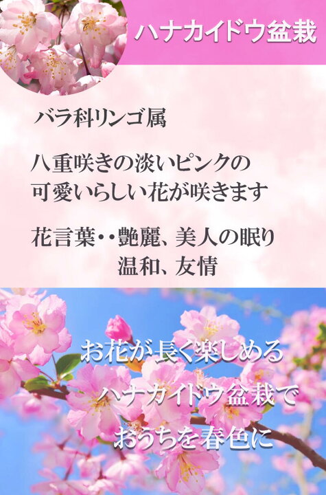 楽天市場 母の日ハナカイドウ盆栽 花海棠 花が下向きに かわいく咲きます 23年 四月中頃開花予定です 園芸百貨店何でも揃うこぼんさい