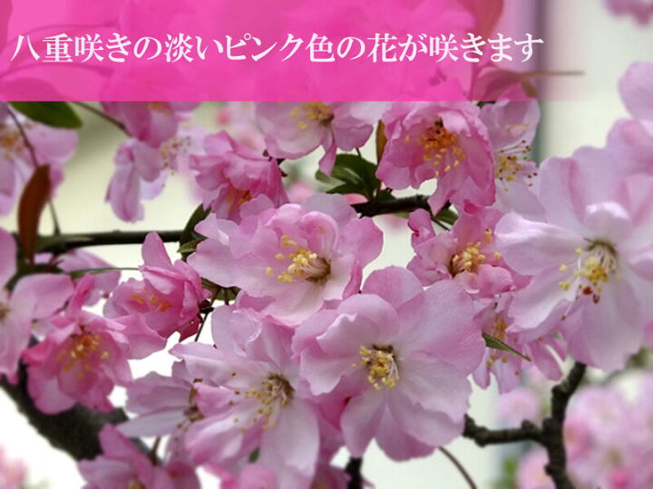 楽天市場 23年4月頃開花ハナカイドウ おすすめ信楽鉢入りハナカイドウ盆栽プレゼントにもおすすめです 園芸百貨店何でも揃うこぼんさい