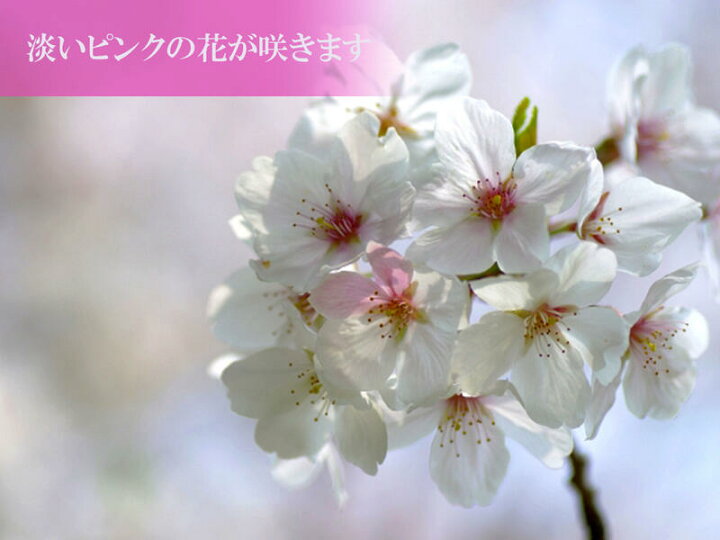 楽天市場 23年鉢植えで育てるソメイヨシノ桜 染井吉野桜 ポット苗 高さ ５０センチ前後 鉢植えにお勧めサイズ 園芸百貨店何でも揃うこぼんさい