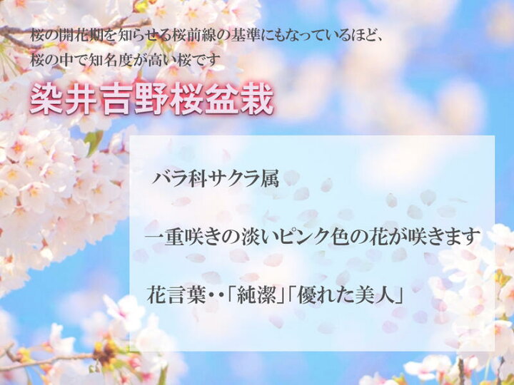 楽天市場 葉桜ですソメイヨシノサクラ さくら鉢花 桜盆栽 染井吉野桜です 桜盆栽 鉢植 桜 日本の名花 染井吉野桜 鉢植えでは珍しい染井吉野桜です 園芸百貨店何でも揃うこぼんさい