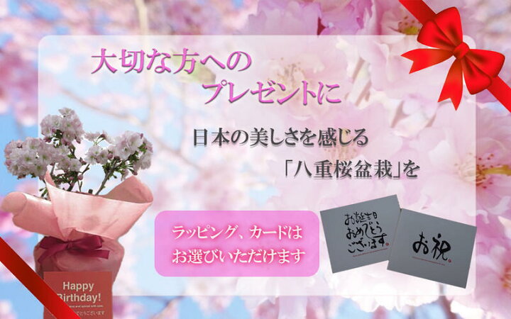 楽天市場 自宅でさくらのお花見22年4月開花 桜盆栽 盆栽桜 旭山 パッと咲きます 4月中頃 ミニ盆栽サクラ 自宅で春にお花見 桜の盆栽 園芸百貨店何でも揃うこぼんさい