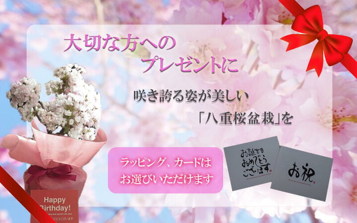 楽天市場】お誕生日プレゼントに今年は自宅でサクラのお花見を自宅で2023年4月開花のサクラ八重ツイン盆栽桜盆栽信楽鉢入り 旭山桜盆栽育てて来年自宅で お花見が楽しめます : 園芸百貨店何でも揃うこぼんさい 楽天市場】お誕生日プレゼントに今年は自宅でサクラのお花見を自宅で2023年4月開花のサクラ八重ツイン盆栽桜盆栽信楽鉢入り 旭山桜盆栽育てて来年自宅で お花見が楽しめます : 園芸百貨店何でも揃うこぼんさい