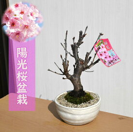 盆栽 陽光桜盆栽 桜盆栽 一重咲き　2024年3月下旬ころ開花から4月に開花　おすすめ桜