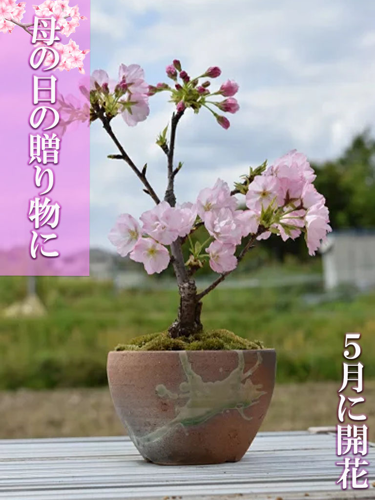 植木 盆栽 桜 八重桜の人気商品・通販・価格比較 - 価格.com