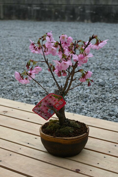 楽天市場】濃いピンクのかわいい一重の桜盆栽 陽光桜盆栽 桜盆栽 一重 