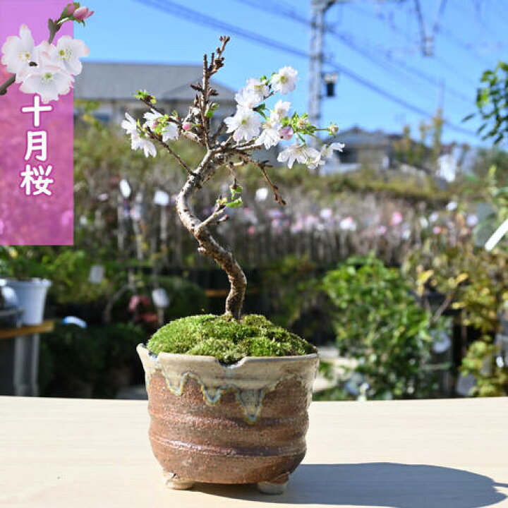楽天市場】10月開花 十月桜盆栽一年に二度桜を楽しめる 十月桜 桜盆栽 