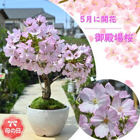 母の日プレゼントは笑顔の花が咲くさくらのお花見5月に 自宅でお花見を楽しむさくら 2024年5月中頃開花自宅でお花見を楽しめる御殿場さくら盆栽桜盆栽信楽鉢入り御殿場桜盆栽 一重咲き 母の日の贈り物に