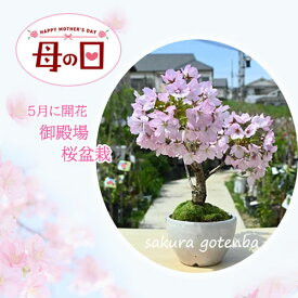 笑顔の花咲く桜をお誕生日プレゼントに 自宅でさくらのお花見を 開花調整した桜です2024年5月頃に自宅で桜のお花見桜盆栽さくらのお花見が楽しめます 御殿場桜盆栽