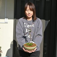 珍しい希少里桜　盆栽　八重桜盆栽　2026年4月に開花サトザクラ盆栽