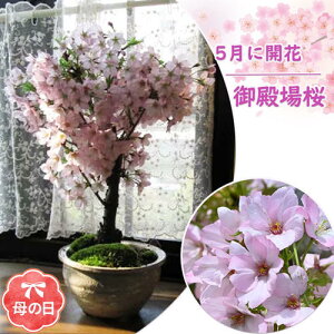 Ί̉ԍ炭̓Mtg a~͕̓MtgT yV|Cg10{TN̂Ԍyޑ蕨 v[g 2025N5ɊJԍ~͂ŎłԌ̖~̓~j~͌a