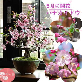 鉢花ギフトにおすすめです 2025年5月中頃開花 母の日ギフト 母の日の贈り物に お誕生日プレゼントに ハナカイドウ2025年5月に開花盆栽盆栽：花海棠　　ハナカイドウ盆栽プレゼントに鉢花を贈るお買い物マラソン期間楽天ポイント2倍