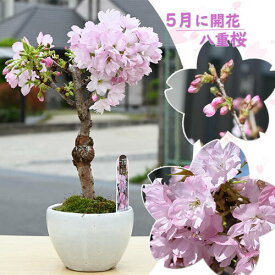 お誕生日の贈り物に 2025年鉢花2025年5月にお花見さくらの開花母の日桜盆栽 桜 ミニ盆栽 プレゼントは笑顔の花が咲くさくらのお花見 自宅でお花見を楽しむさくら 2025年5月中頃開花自宅でお花見を楽しめる八重さくら盆栽