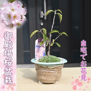 御殿場桜盆栽 桜 ミニ盆栽 笑顔の花が咲くさくらのお花見4月に 自宅でお花見を楽しむさくら 自宅でお花見を楽しめる御殿場さくら盆栽桜盆栽御殿場桜盆栽 一重咲き