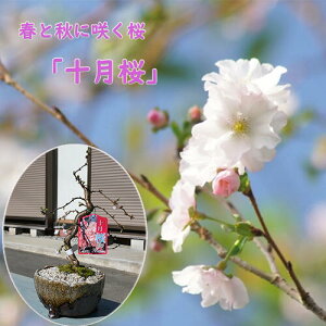 2026NJԓx炭~ɍ炭 \ ~ MyNɓxy߂ \ ~́@~ G炫 10