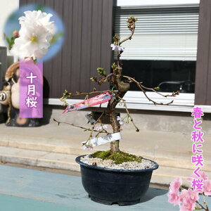 ~ɍ炭 \ vNɓxy߂ \ ~́@~ G炫 10