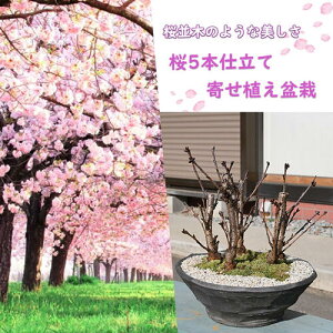 2026�N4�����J�� ������ �~�� 5�{�񂹐A�� ���R�� ���~�́@������~��