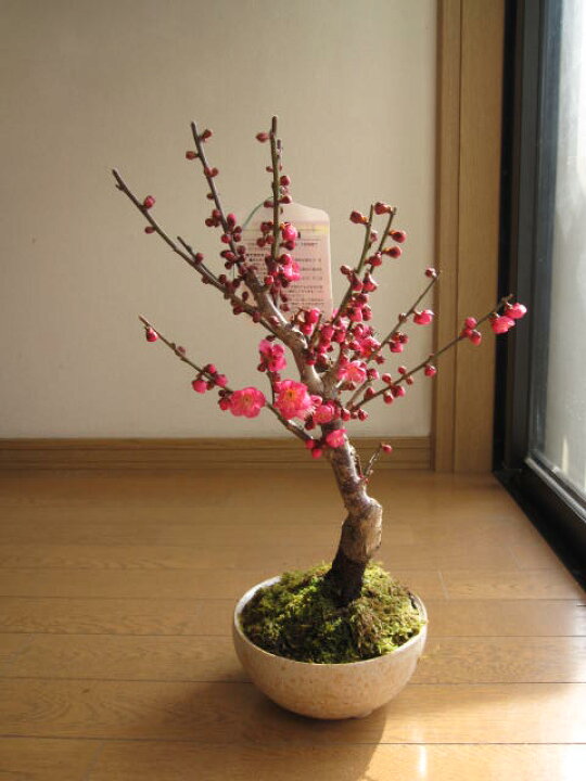 楽天市場】2月中頃から下旬に開花の梅盆栽香りと花の贈り物盆栽: 紅梅 