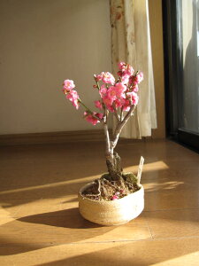 ~~͍g~g~~̓~j~̖~́@JԂ́@2026N2ɊJԗ\̃~j~