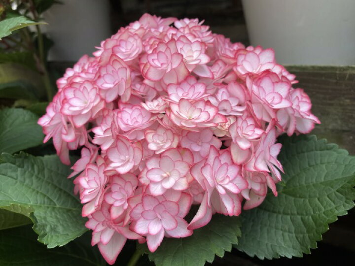 楽天市場 あじさい苗開花終了剪定後のお届け ひな祭りルナ紫陽花 小苗紫陽花八重手毬咲 園芸百貨店何でも揃うこぼんさい 楽天市場 あじさい苗開花終了剪定後のお届け ひな祭りルナ紫陽花 小苗紫陽花八重手毬咲 園芸百貨店何でも揃うこぼんさい