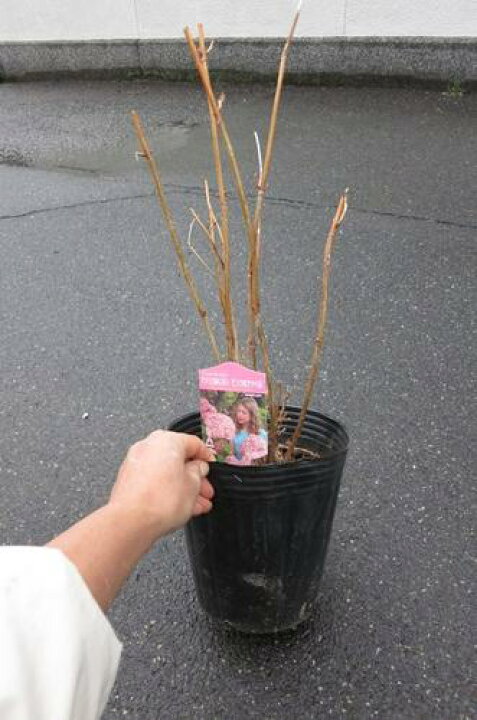 楽天市場 22年開花見込みピンクのアナベルはピンク色に咲くアナベルアジサイ苗6号 ピンクアナベル苗中苗 アジサイアナベルピンク花 剪定後の状態でのお届けとなります 園芸百貨店何でも揃うこぼんさい