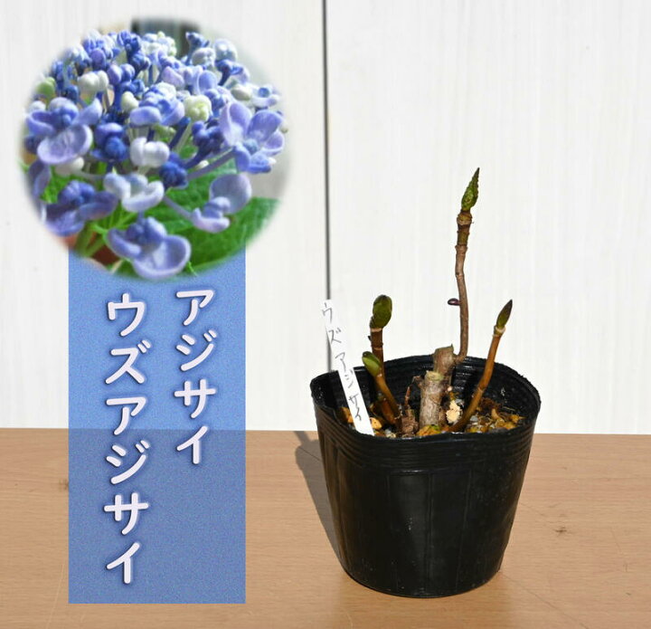 楽天市場 紫陽花 ウズアジサイ アジサイ 小苗 オタフクアジサイ お多福紫陽花苗 園芸百貨店何でも揃うこぼんさい