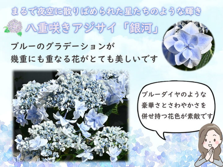 楽天市場 22年剪定後のお届け 紫陽花 肥料付き 育てる紫陽花 銀河 ブルー 剪定した状態でのお届けになります 八重咲き あじさい 万華鏡し姉妹 紫陽花の銀河ブルー紫陽花苗 園芸百貨店何でも揃うこぼんさい 楽天市場 22年剪定後のお届け 紫陽花 肥料付き 育てる紫陽花 銀河 ブルー 剪定した状態でのお届けになります 八重咲き あじさい 万華鏡し姉妹 紫陽花の銀河ブルー紫陽花苗 園芸百貨店何でも揃うこぼんさい