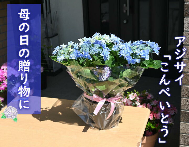 楽天市場 ２０２２年５月お誕生日プレゼントの贈り物に 八重咲きアジサイ こんぺいとう ブルー 紫陽花 母の日ギフト 鉢花 あじさいガクアジサイ コンペイトウブルー 5号鉢 園芸百貨店何でも揃うこぼんさい