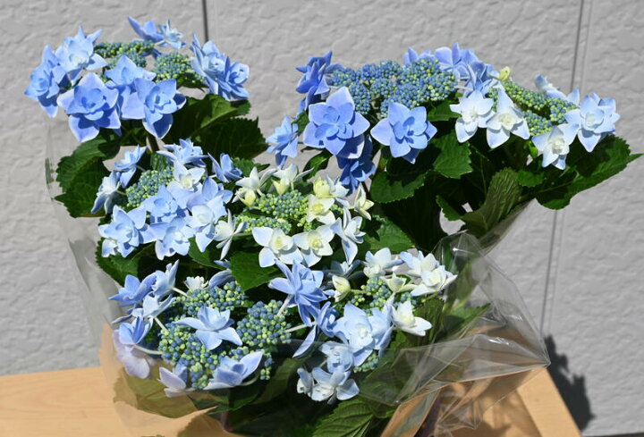 22年剪定後のお届け 紫陽花 育てる紫陽花 コンペイトウスマイル紫陽花 ブルー 剪定した状態でのお届けになります 肥料付き 八重咲き