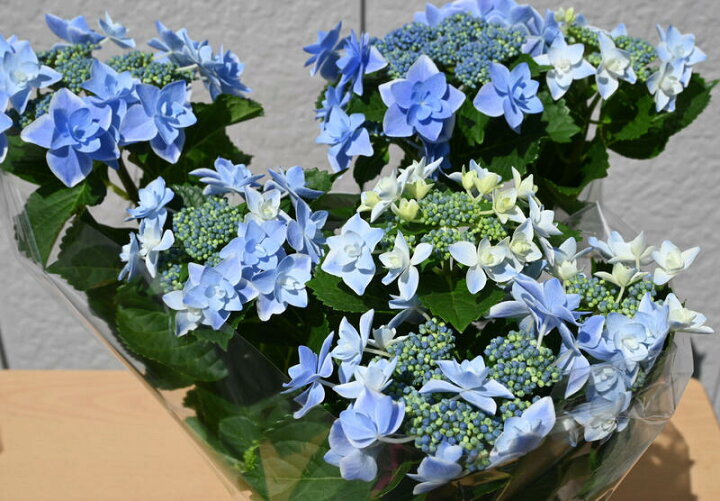 22年剪定後のお届け 紫陽花 育てる紫陽花 コンペイトウスマイル紫陽花 ブルー 剪定した状態でのお届けになります 肥料付き 八重咲き