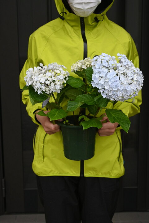 楽天市場 22年アジサイてまりてまり紫陽花苗テマリテマリ紫陽手毬手毬てまりてまりアジサイ５号 6月剪定後の状態でのお届けとなります 園芸百貨店何でも揃うこぼんさい