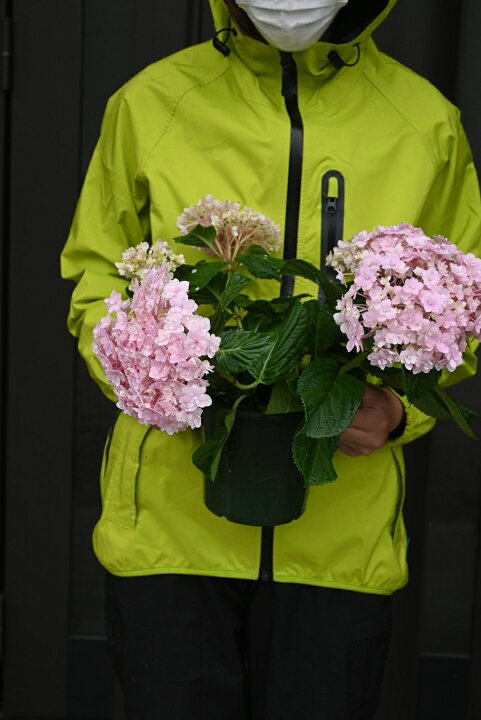楽天市場 ピンクアジサイてまりてまり紫陽花苗テマリテマリ紫陽手毬手毬てまりてまりアジサイ苗 ２０２２年５月開花紫陽花 園芸百貨店何でも揃うこぼんさい
